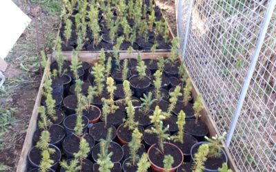 Christmas trees